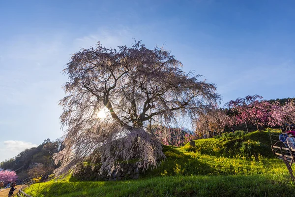 Nara İli: Matabei Kiraz Çiçekleri Sahnesi