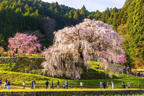 Nara İli: Matabei Kiraz Çiçekleri Sahnesi