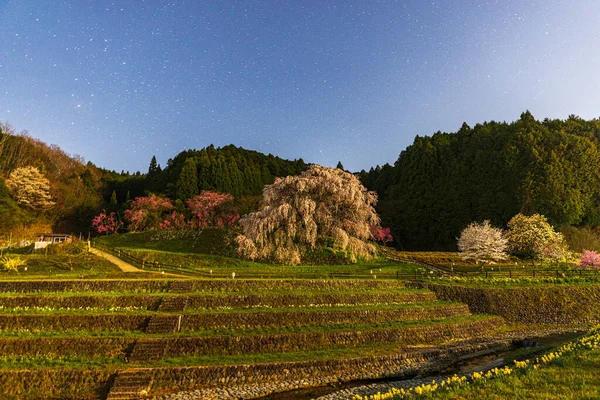 Yıldızlı gökyüzü ve Matabei kiraz çiçekleri Uda Şehri, Nara Bölgesi