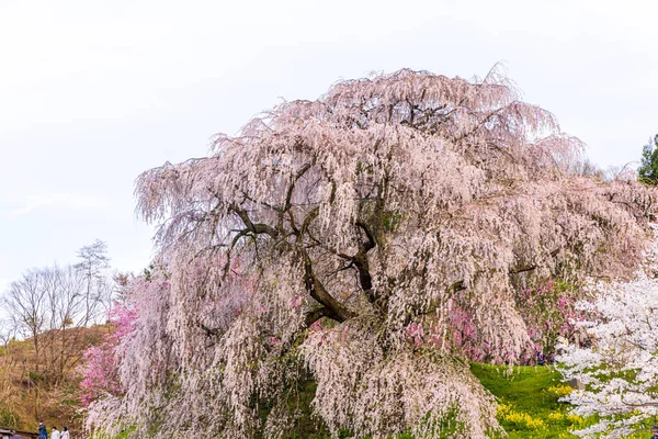 Nara İli: Matabei Kiraz Çiçekleri Sahnesi