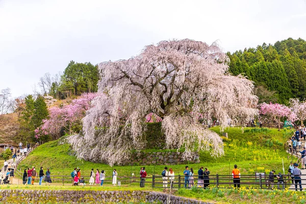 Nara İli: Matabei Kiraz Çiçekleri Sahnesi
