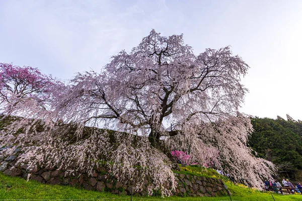 Nara İli: Matabei Kiraz Çiçekleri Sahnesi