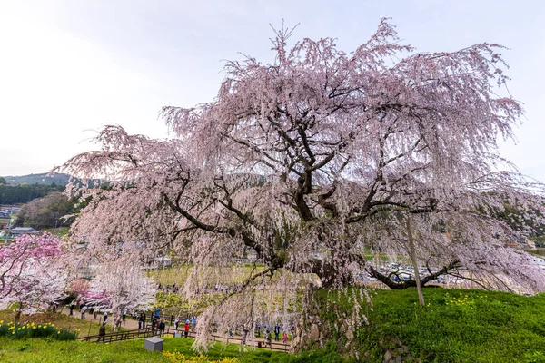 Nara İli: Matabei Kiraz Çiçekleri Sahnesi
