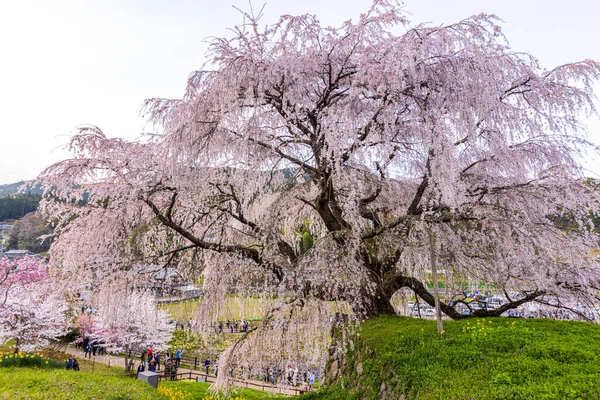 Nara İli: Matabei Kiraz Çiçekleri Sahnesi