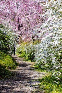 Haratanien, Kyoto 'da kiraz çiçeği manzarası