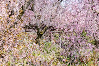 Haratanien, Kyoto 'da kiraz çiçeği manzarası