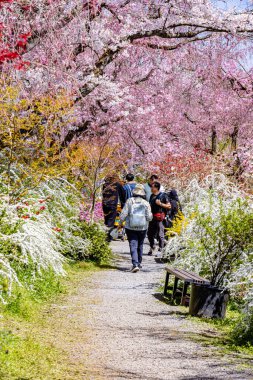 Haratanien, Kyoto 'da kiraz çiçeği manzarası