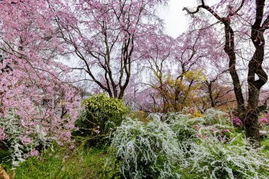 Haratanien, Kyoto 'da kiraz çiçeği manzarası