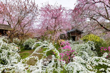 Haratanien, Kyoto 'da kiraz çiçeği manzarası