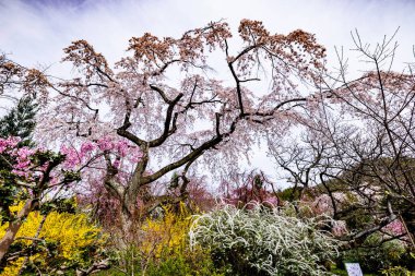 Haratanien, Kyoto 'da kiraz çiçeği manzarası