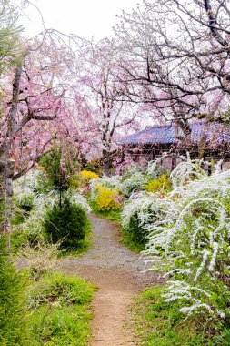 Haratanien, Kyoto 'da kiraz çiçeği manzarası