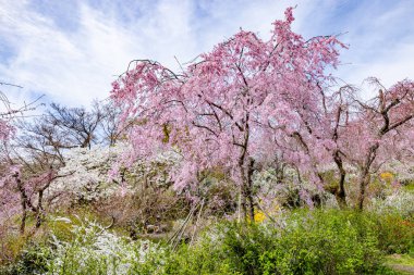 Haratanien, Kyoto 'da kiraz çiçeği manzarası