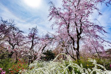 Haratanien, Kyoto 'da kiraz çiçeği manzarası