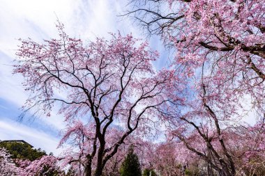 Haratanien, Kyoto 'da kiraz çiçeği manzarası