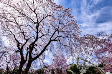 Haratanien, Kyoto 'da kiraz çiçeği manzarası