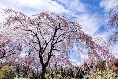 Haratanien, Kyoto 'da kiraz çiçeği manzarası