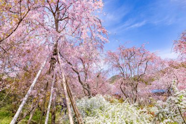 Haratanien, Kyoto 'da kiraz çiçeği manzarası