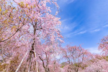 Haratanien, Kyoto 'da kiraz çiçeği manzarası