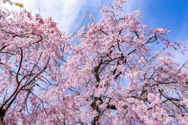 Haratanien, Kyoto 'da kiraz çiçeği manzarası
