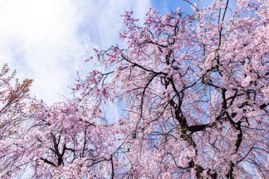 Haratanien, Kyoto 'da kiraz çiçeği manzarası