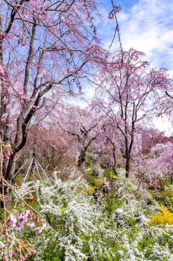 Haratanien, Kyoto 'da kiraz çiçeği manzarası