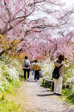 Haratanien, Kyoto 'da kiraz çiçeği manzarası