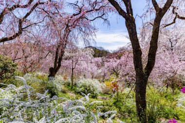 Haratanien, Kyoto 'da kiraz çiçeği manzarası
