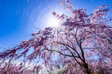 Haratanien, Kyoto 'da kiraz çiçeği manzarası