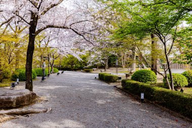 Kyoto 'daki Toji Tapınağı' nda kiraz çiçeği manzarası.