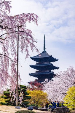 Kyoto 'daki Toji Tapınağı' nda kiraz çiçeği manzarası.