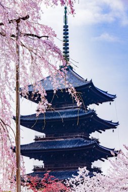 Kyoto 'daki Toji Tapınağı' nda kiraz çiçeği manzarası.