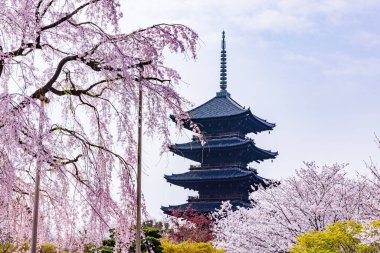 Kyoto 'daki Toji Tapınağı' nda kiraz çiçeği manzarası.