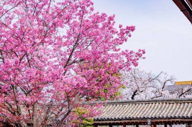 Kyoto 'daki Toji Tapınağı' nda kiraz çiçeği manzarası.