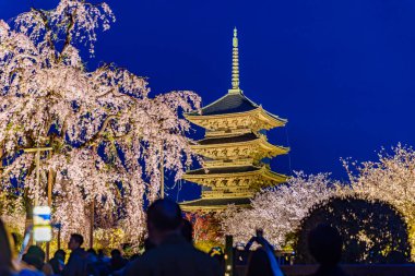Kyoto 'daki Toji Tapınağı' nda kiraz çiçeği manzarası.