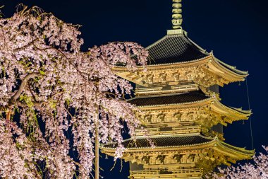 Kyoto 'daki Toji Tapınağı' nda kiraz çiçeği manzarası.