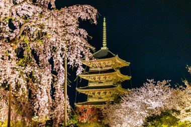 Kyoto 'daki Toji Tapınağı' nda kiraz çiçeği manzarası.