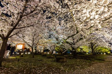 Kyoto 'daki Toji Tapınağı' nda kiraz çiçeği manzarası.
