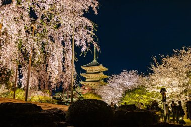Kyoto 'daki Toji Tapınağı' nda kiraz çiçeği manzarası.