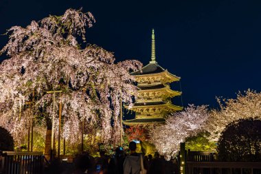 Kyoto 'daki Toji Tapınağı' nda kiraz çiçeği manzarası.