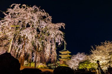 Kyoto 'daki Toji Tapınağı' nda kiraz çiçeği manzarası.