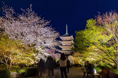 Kyoto 'daki Toji Tapınağı' nda kiraz çiçeği manzarası.