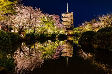 Kyoto 'daki Toji Tapınağı' nda kiraz çiçeği manzarası.