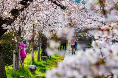 Kyoto Filozof Yolu - Kiraz Çiçeği Sahnesi