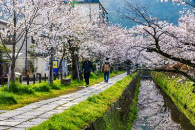 Kyoto Filozof Yolu - Kiraz Çiçeği Sahnesi