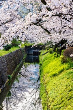 Kyoto Filozof Yolu - Kiraz Çiçeği Sahnesi