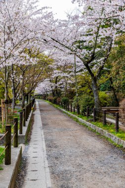 Kyoto Filozof Yolu - Kiraz Çiçeği Sahnesi