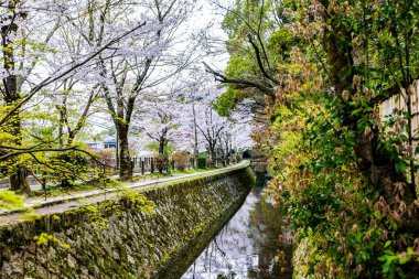 Kyoto Filozof Yolu - Kiraz Çiçeği Sahnesi