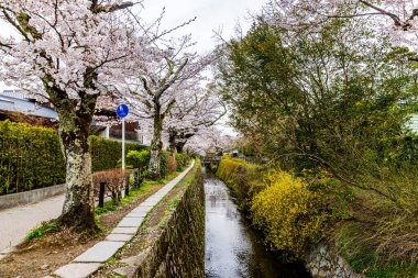 Kyoto Filozof Yolu - Kiraz Çiçeği Sahnesi