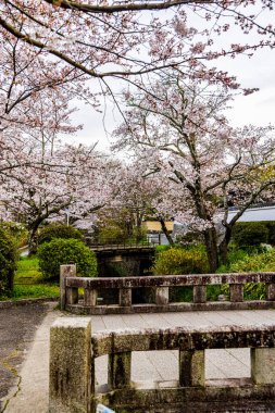 Kyoto Filozof Yolu - Kiraz Çiçeği Sahnesi
