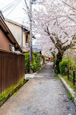 Kyoto Filozof Yolu - Kiraz Çiçeği Sahnesi